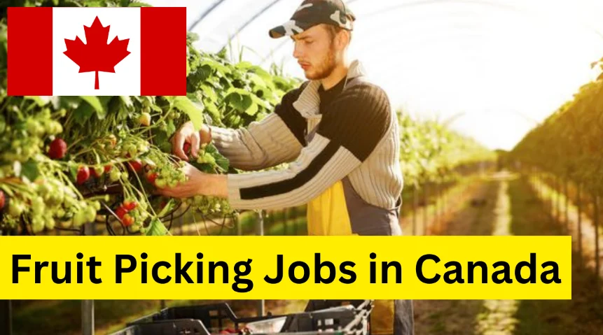 Multiple Job for Fruit Pickers in Canada